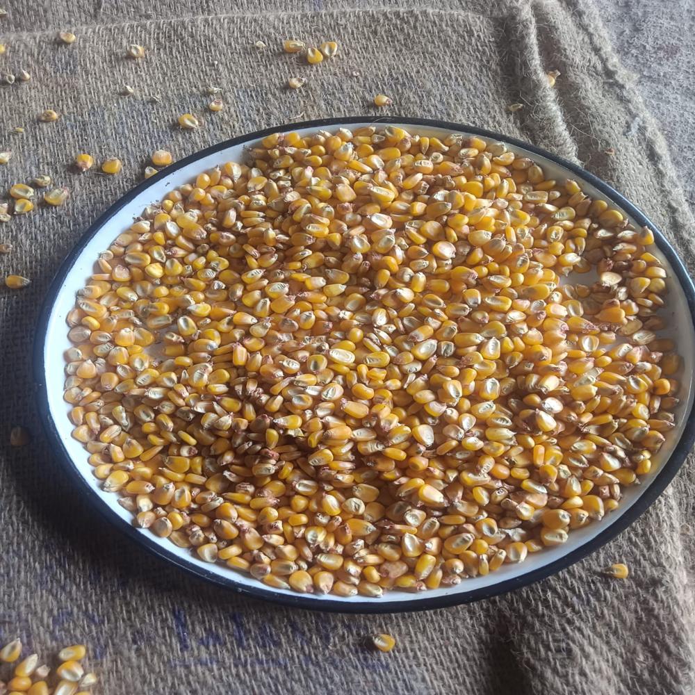 Fresh Maize