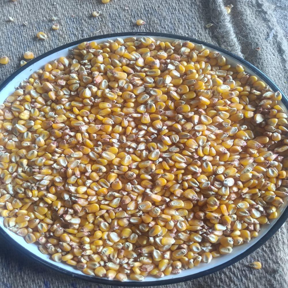 Maize