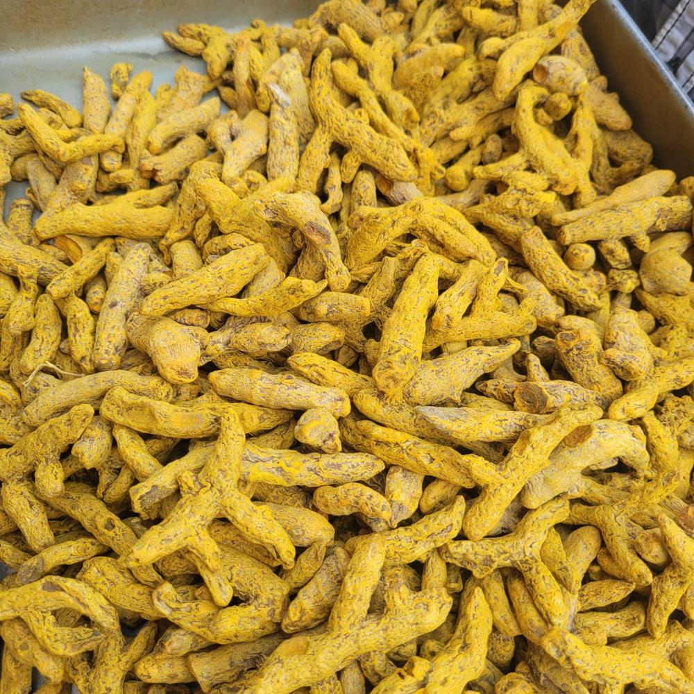 Yellow Turmeric