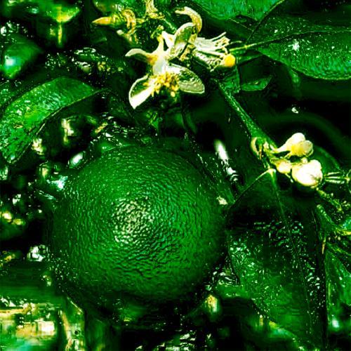 लिट्सिया