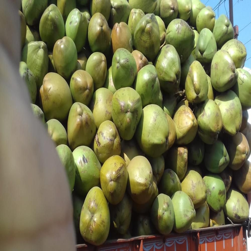 Whole Tender Coconut