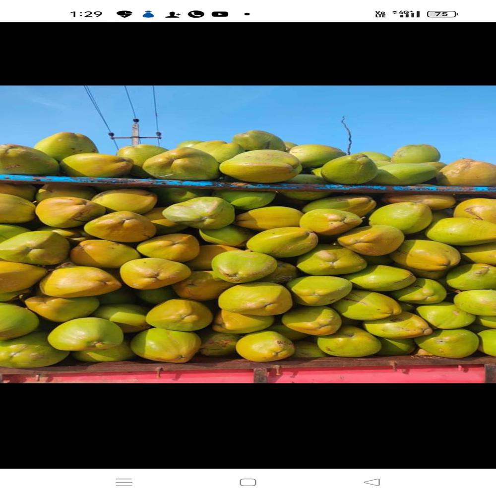 Whole Tender Coconut