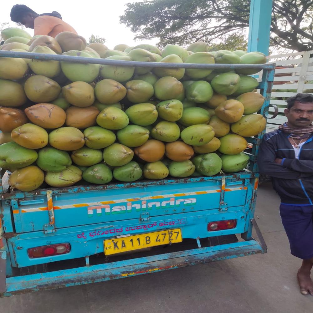 Whole Tender Coconut