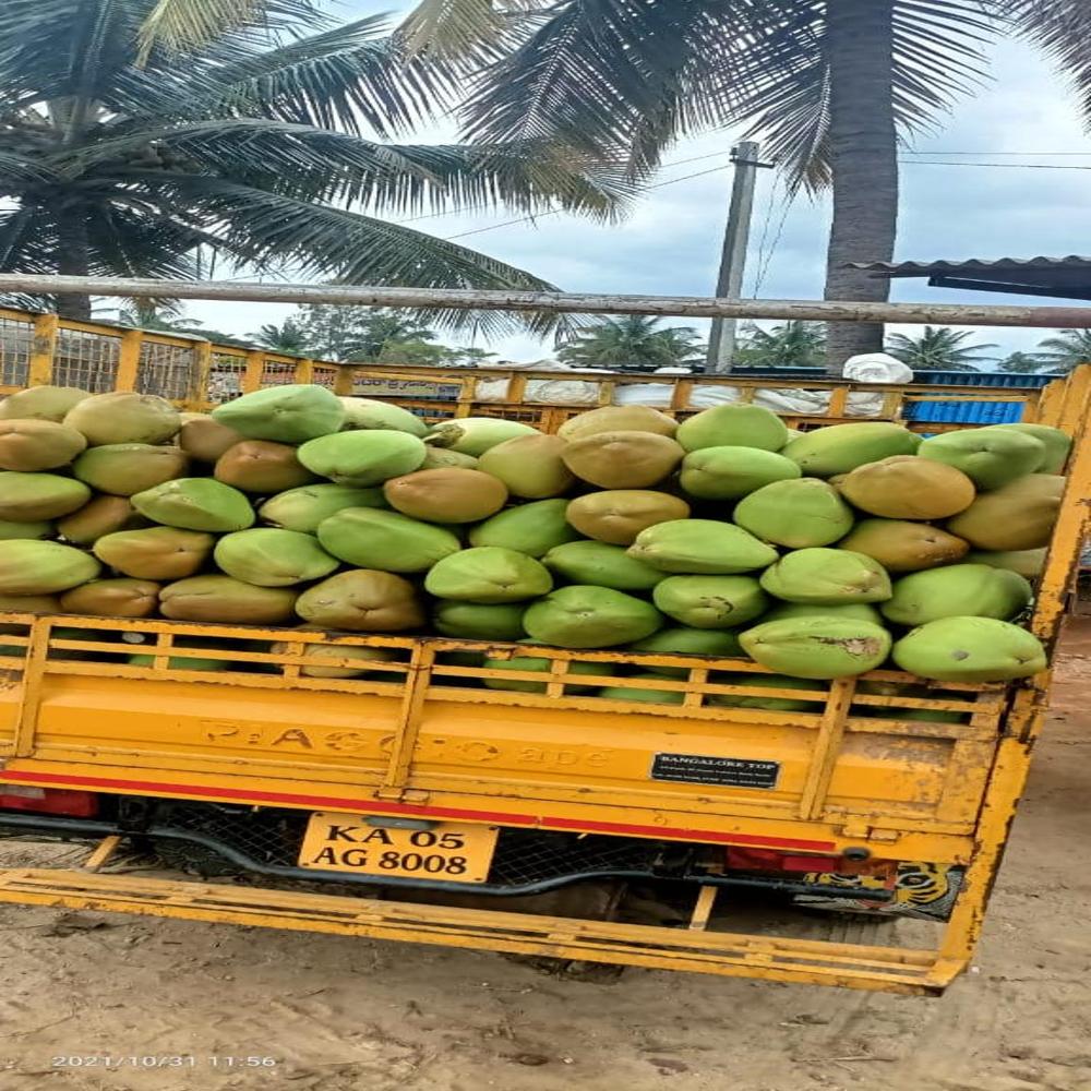 Whole Tender Coconut