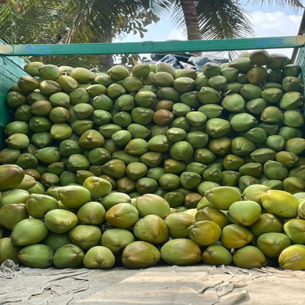 Whole Tender Coconut - Large Oval Green, A Grade | High Water Content, Smooth Husk, Hand-picked