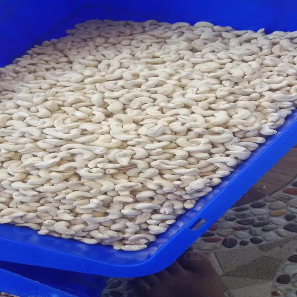 American Cashew Nut