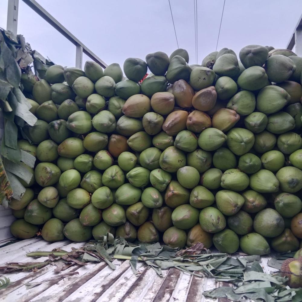 Large Green Tender Coconut