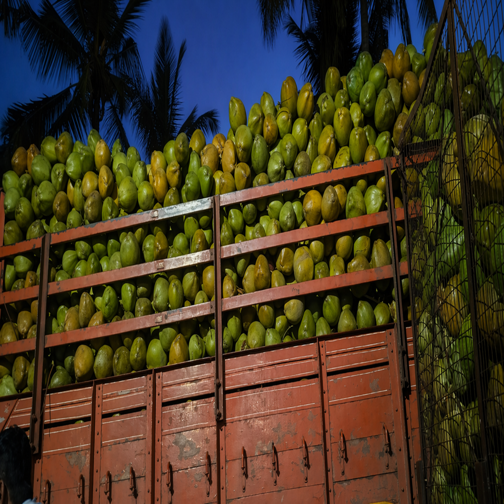 Solid Tender Coconut