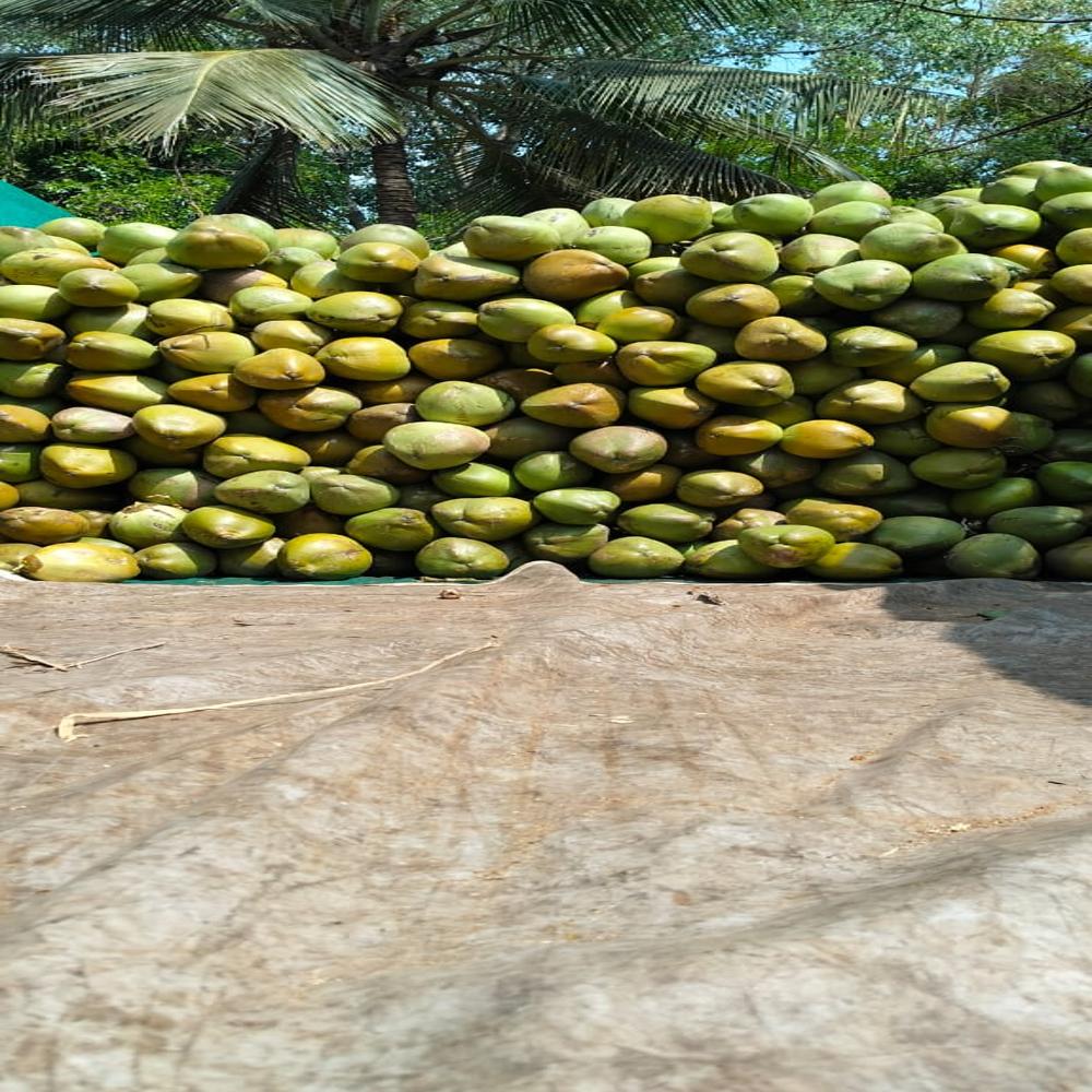 Solid Tender Coconut