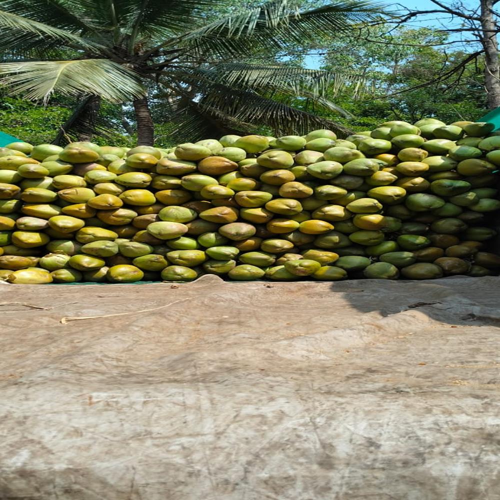 Solid Tender Coconut