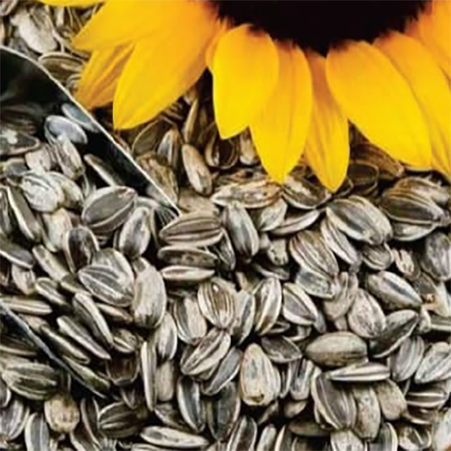 Sunflower Seeds