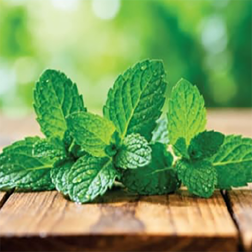 Mint Leaves