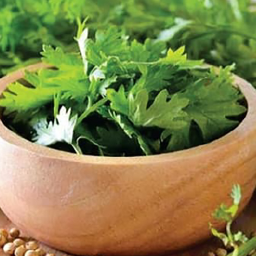 Coriander Leaves