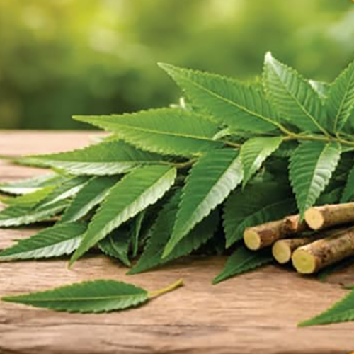 Neem Leaves