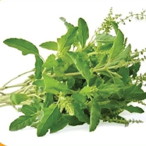Holy Basil Leaves