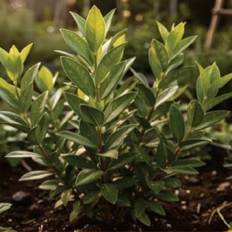 Lemon Myrtle Leaves
