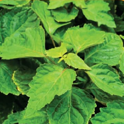 Dried Leaves And Herbs