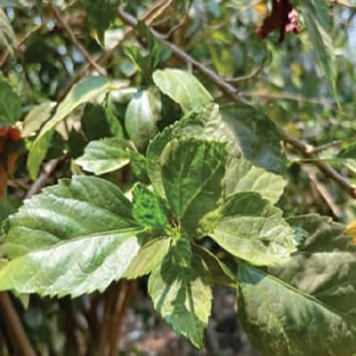 Hibiscus Leaves