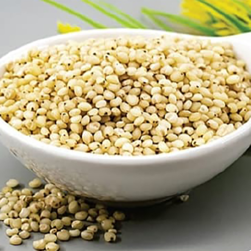 Sorghum Seed