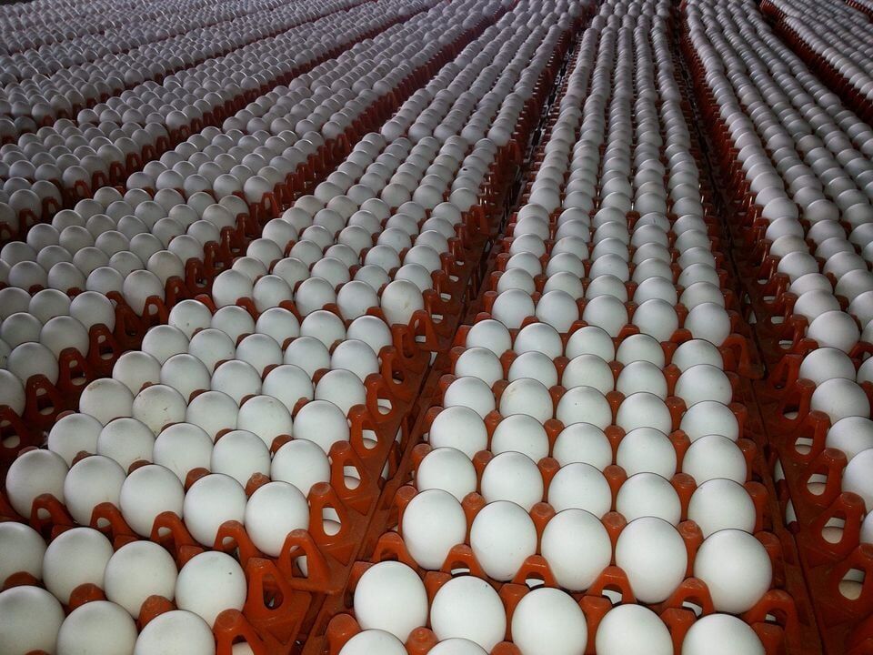 White Fresh Eggs