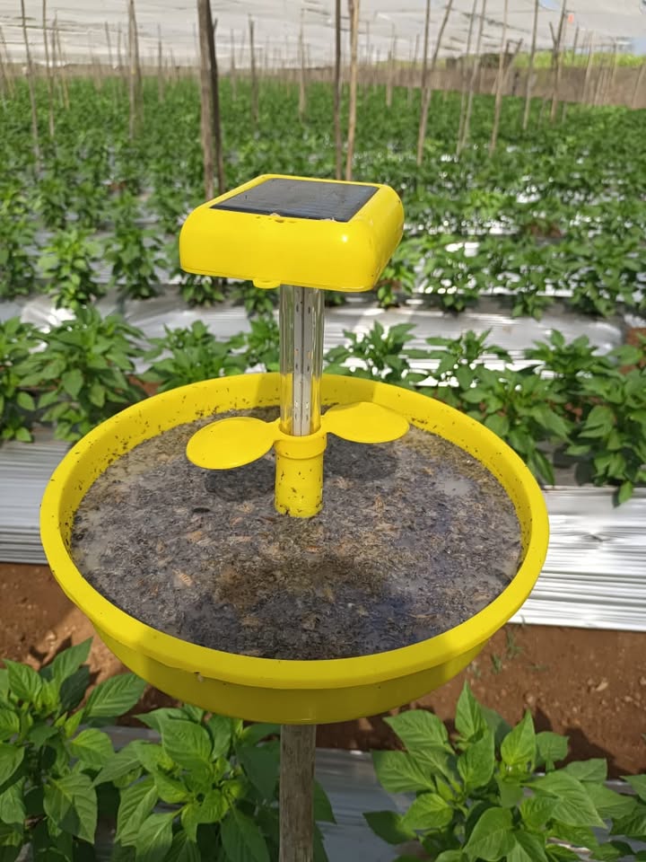 APS SOLAR INSECT TRAP