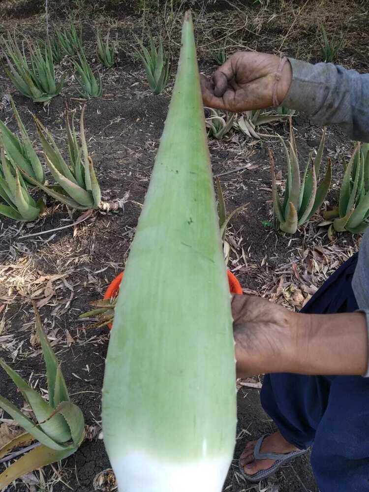 Pure Aloe Vera Leaf