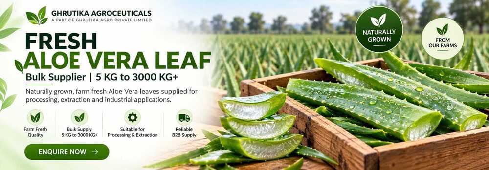 Aloe Vera Leaf