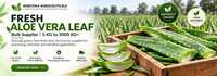 Aloe Vera Leaf