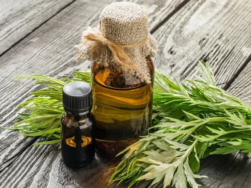 Mugwort Essential Oils