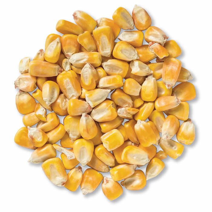 Cocoa Beans