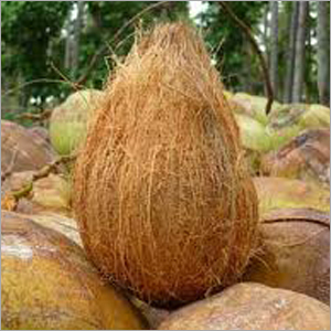 Semi Husked Coconut