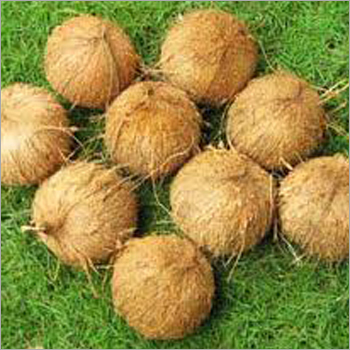 Fully Husked Coconut