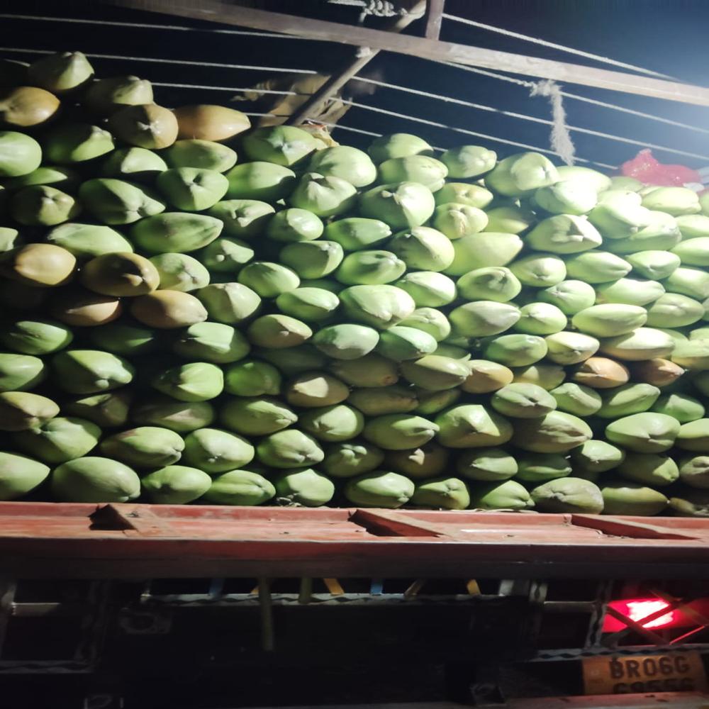Whole Green Tender Coconut