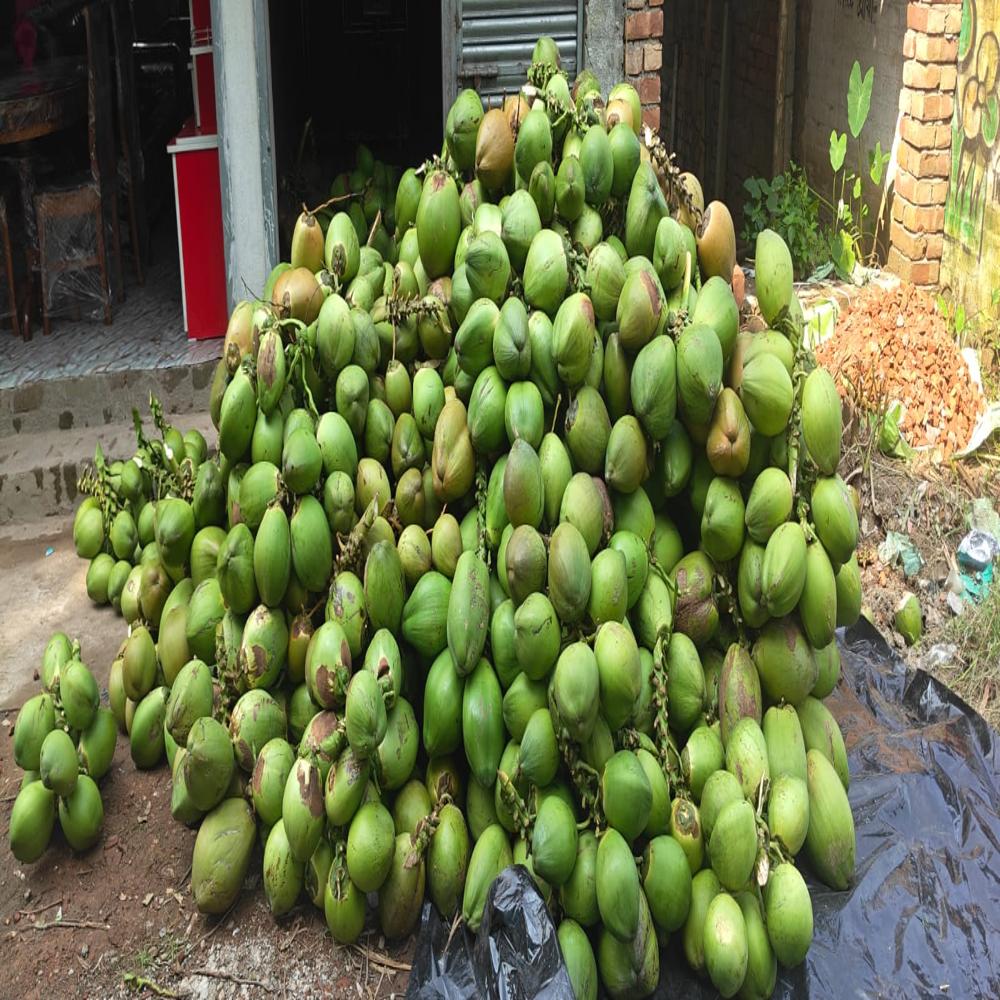 Whole Green Tender Coconut