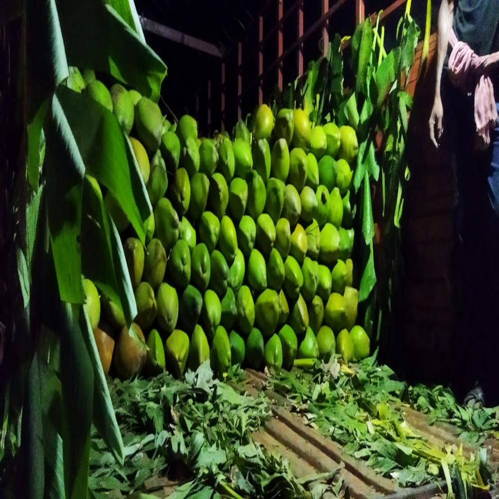 Indian Tender Coconut - Whole Organic 2kg Oval Light Green-yellow, Cluster Packed, Tender Stage