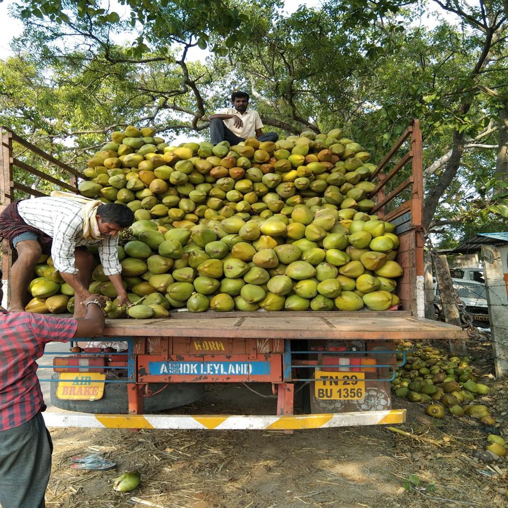 Large Green Tender Coconut
