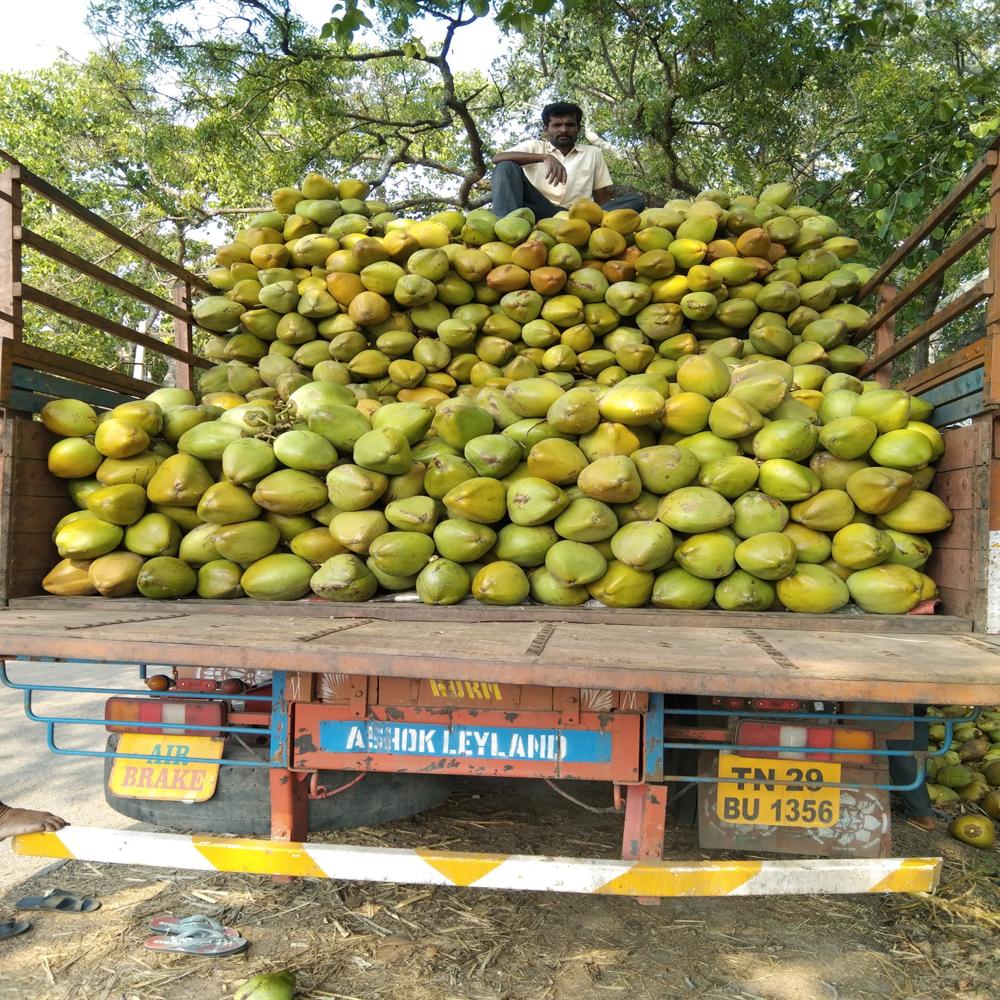 Large Green Tender Coconut