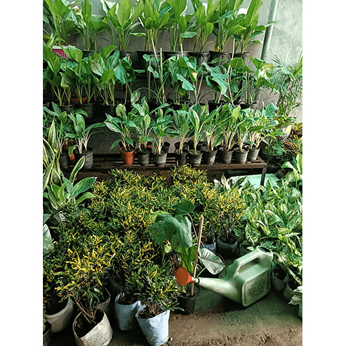 Indoor Plant
