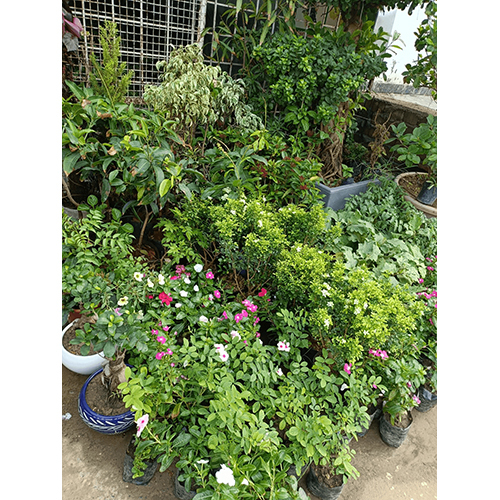 Flower With Pot