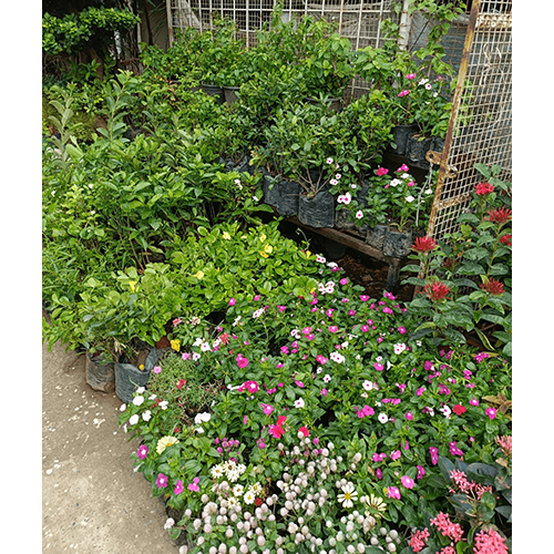Flower Nursery Plant