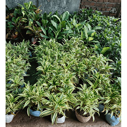 Dracaena Reflexa Live Plant