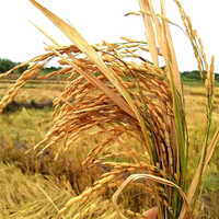 Paddy Rice