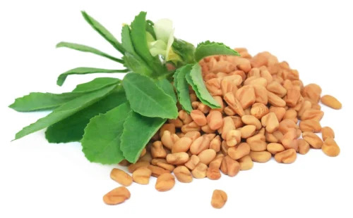 Trigonella Foenum Graecum Extract