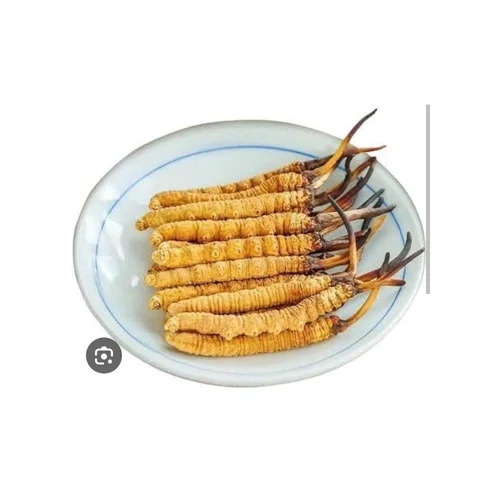 Cordyceps Sinensis Powder
