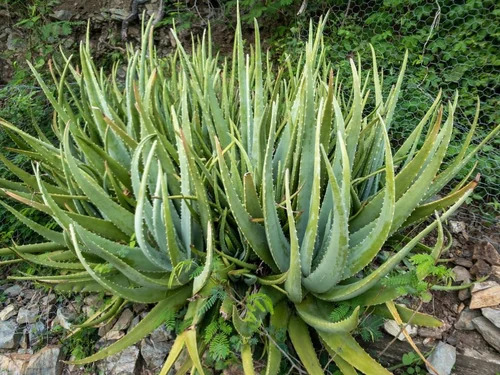 Aloe Vera Barbados extract
