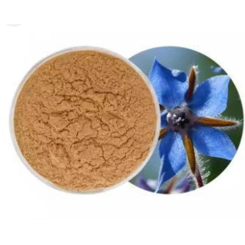 Indian Borage Extract