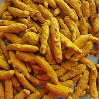 Hingoli Turmeric Finger