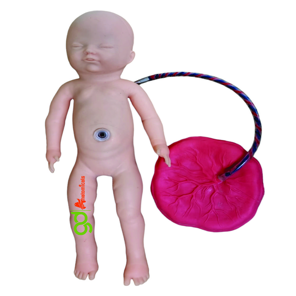 New Born Baby Model