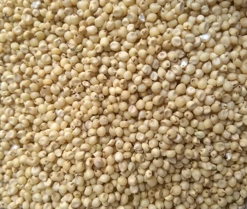 Jowar Seeds