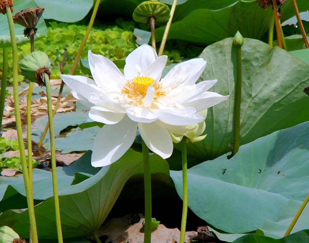 Hybrid All Season Rare Water Lily White Lotus Live Plant